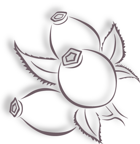 Kolorowanka trzy dzikie róże